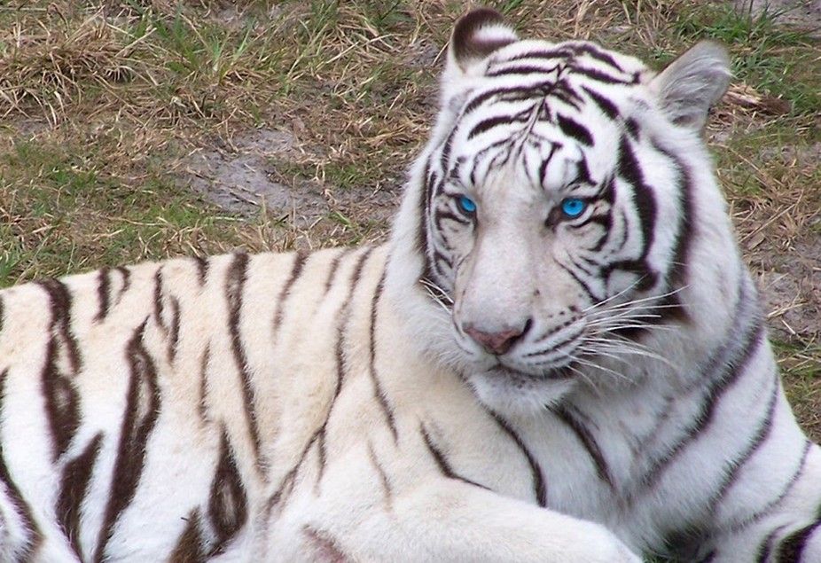 White Tiger Blue Eyes - HD Wallpaper 