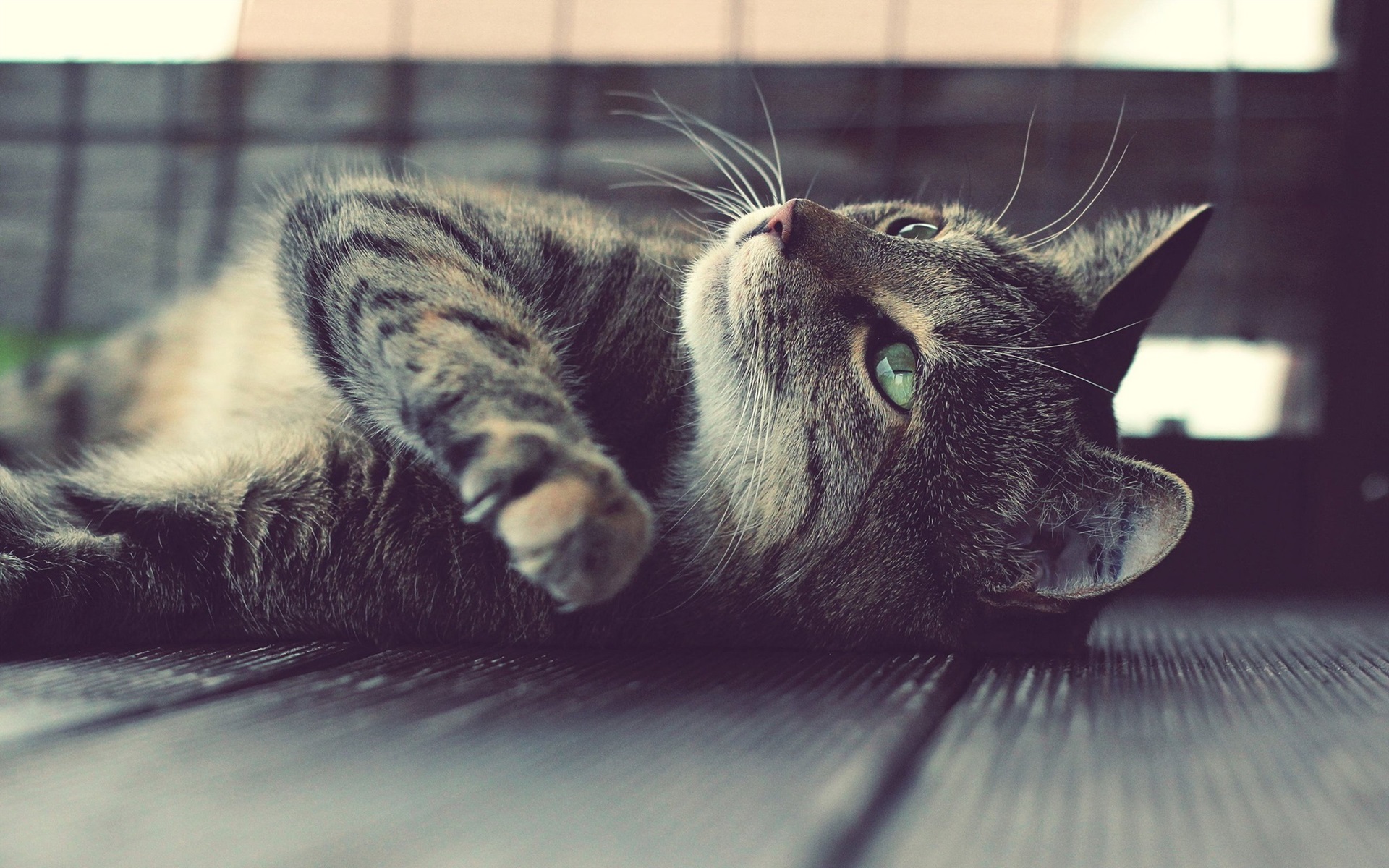 Wallpaper Gray Kitten Rest, Lying, Green Eyes - Macbook Wallpaper Cats - HD Wallpaper 