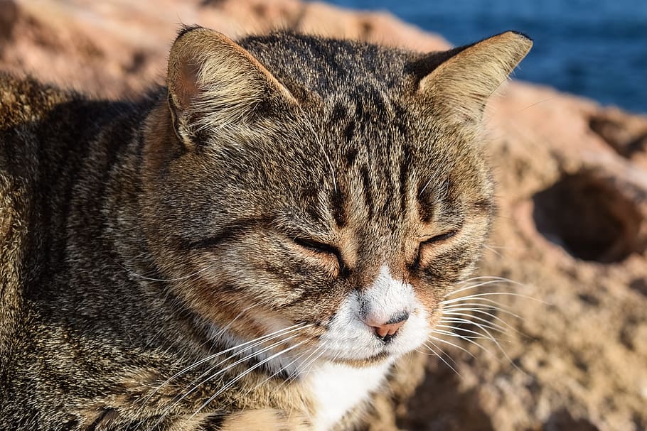 Cat, Stray, Face, Eyes, Mustache, Animal, Relaxing, - Domestic Short-haired Cat - HD Wallpaper 