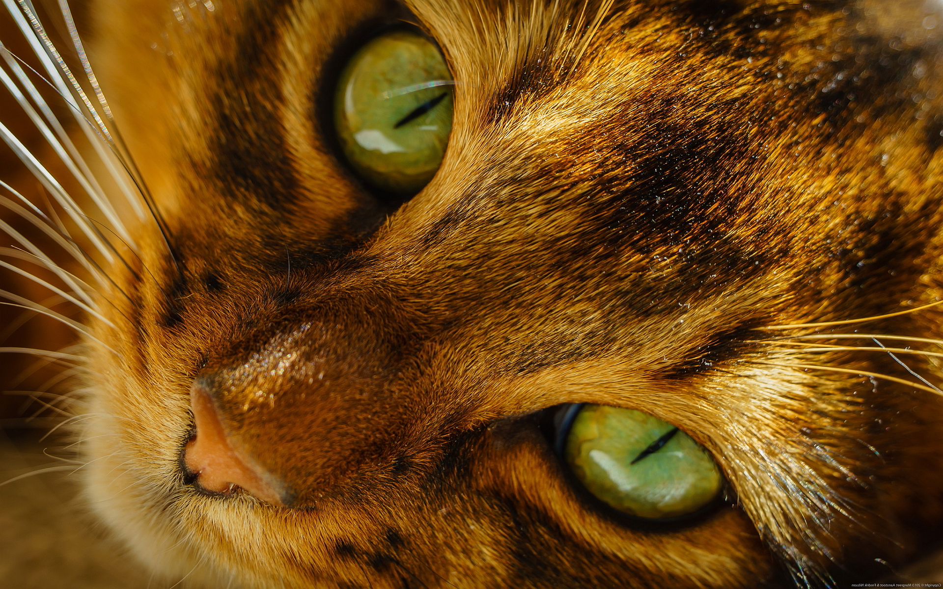 Cat Eyes Hd - HD Wallpaper 