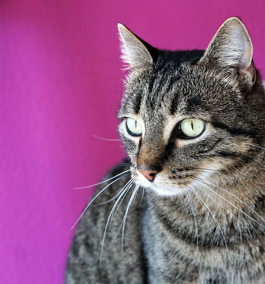 Cat, Tiger, Eyes, Animal, Tigerle, Amira, Luana, Pet, - Gato Cor De Tigre - HD Wallpaper 