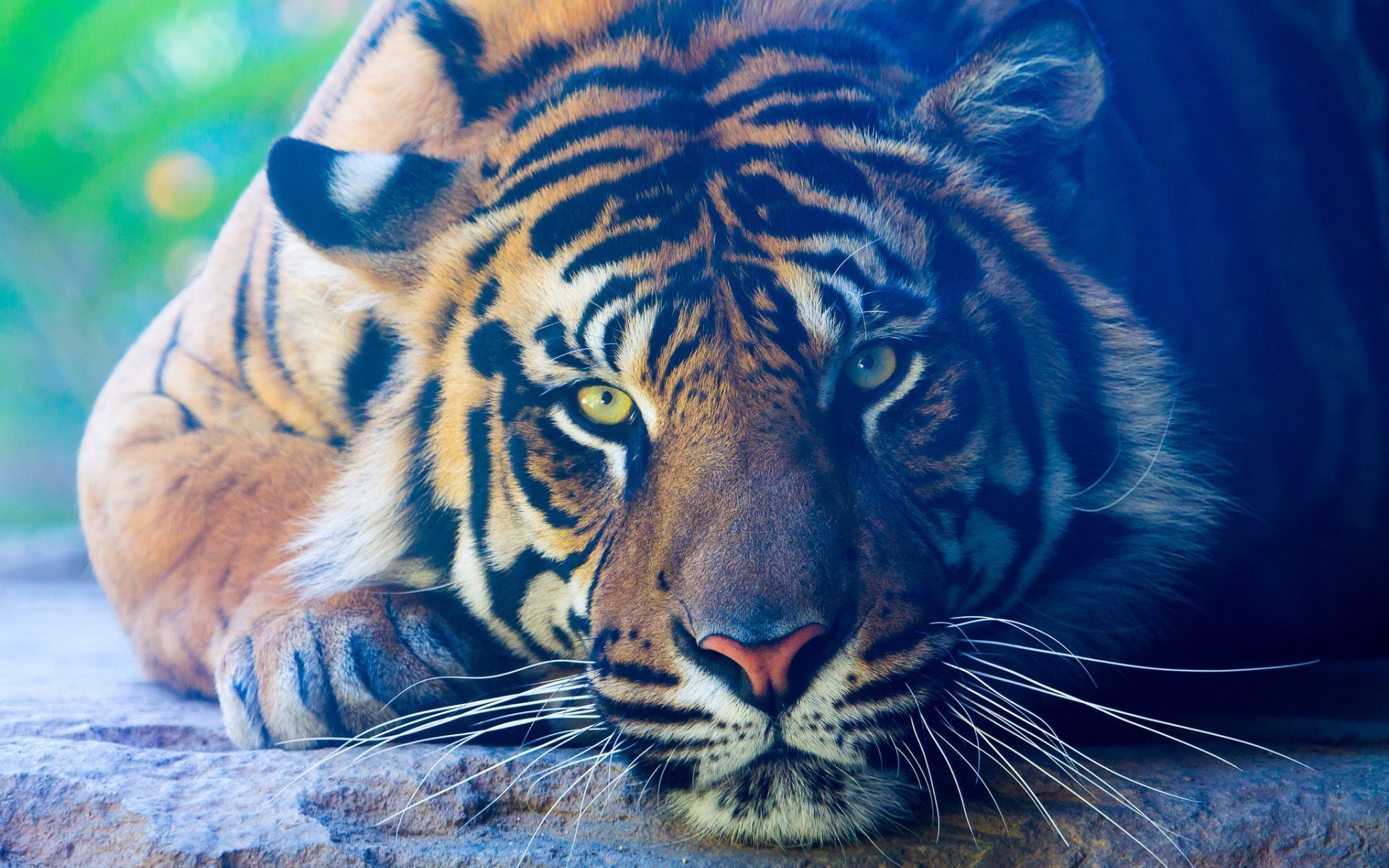 Green Eyes Tiger - HD Wallpaper 