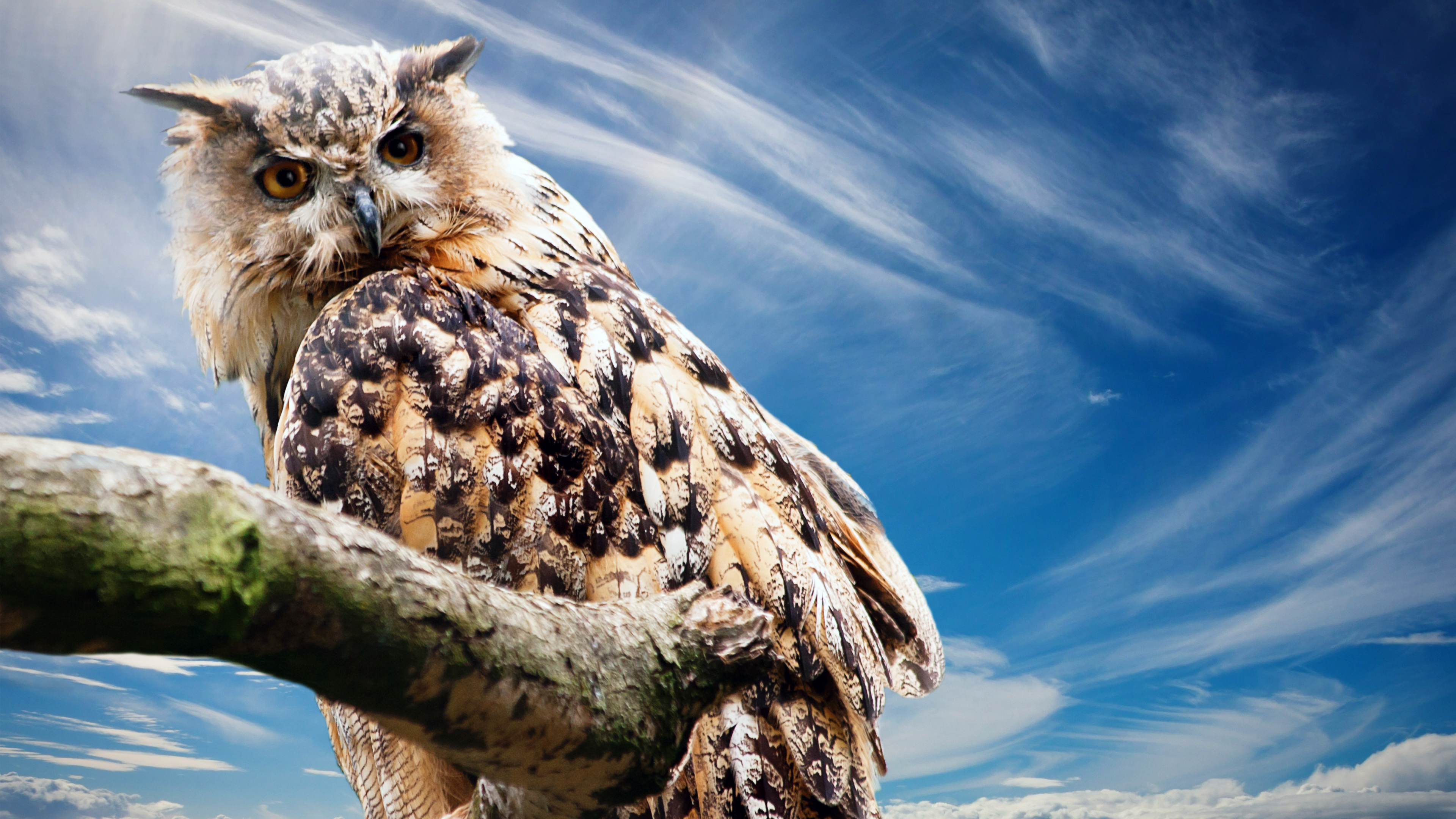 Wallpaper Owl Predator Relax Sky - Ultra Hd Owl Hd - HD Wallpaper 