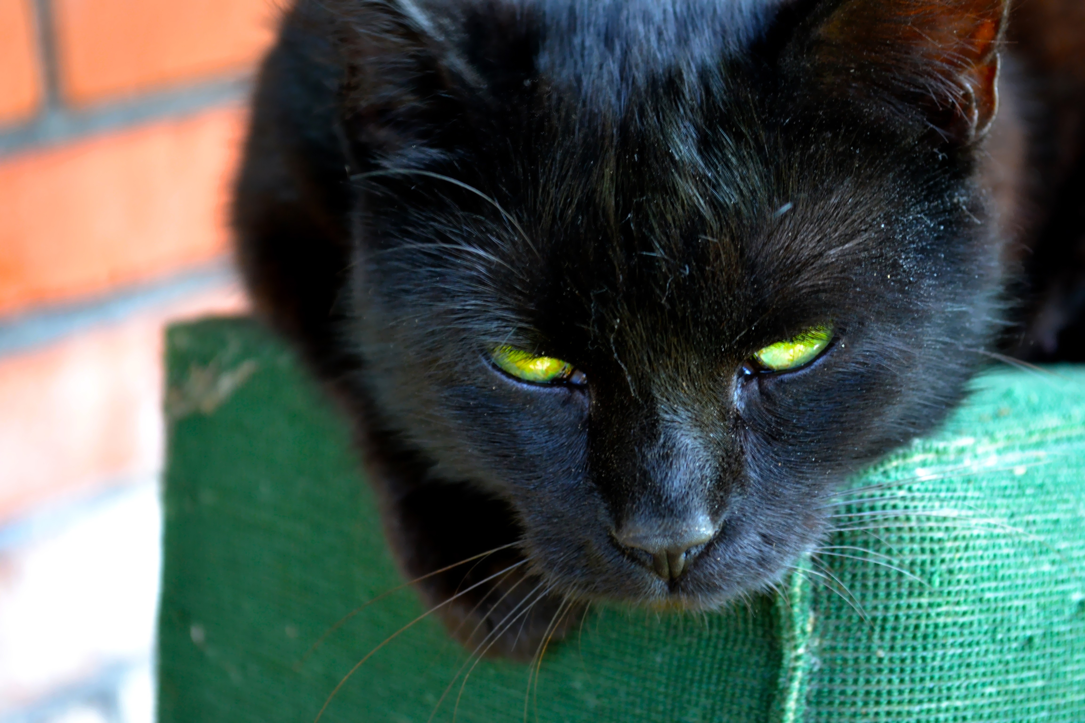 Black Cat - HD Wallpaper 