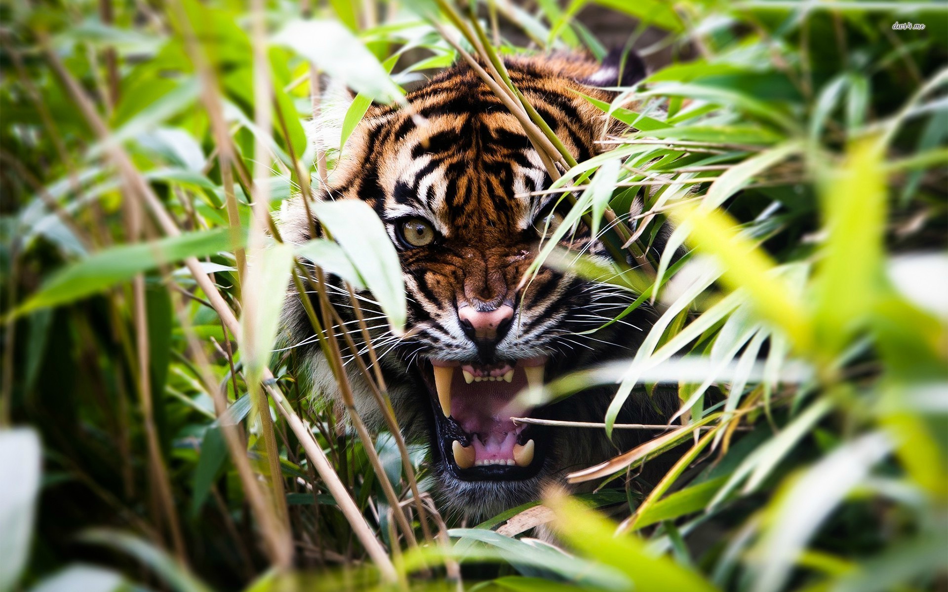 Tiger Roaring In Jungle - HD Wallpaper 