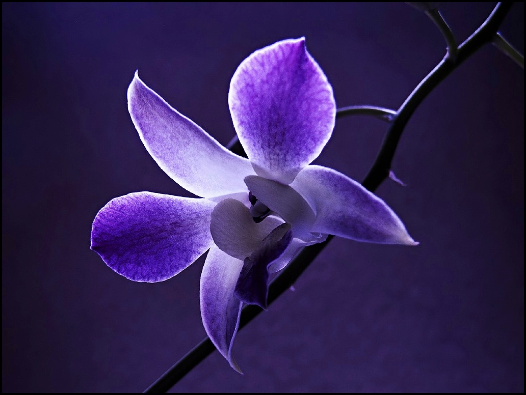Blue Flower Wallpaper Beautiful Eye Soothing Sky Blue - Moth Orchid - HD Wallpaper 