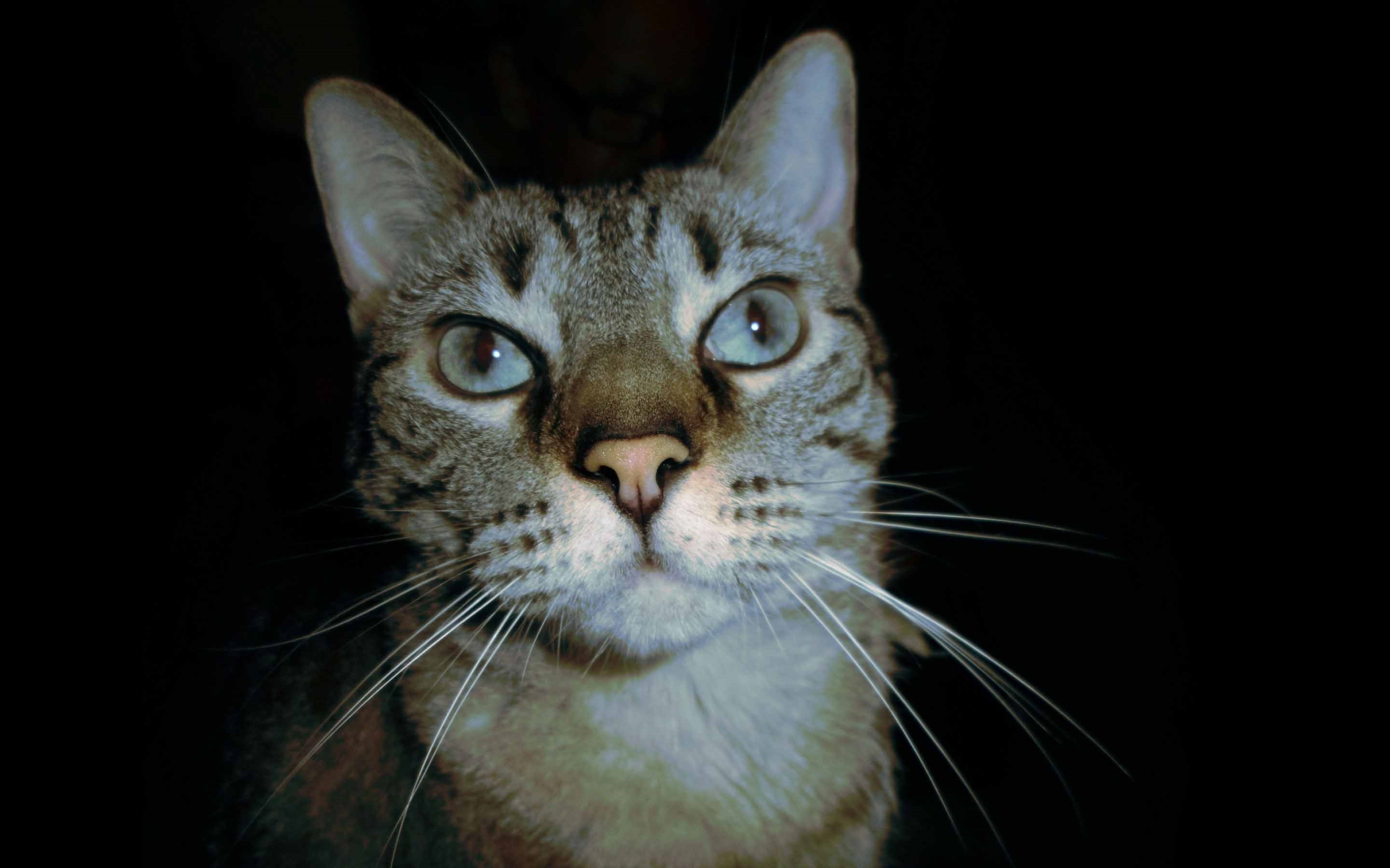 Domestic Short-haired Cat - HD Wallpaper 