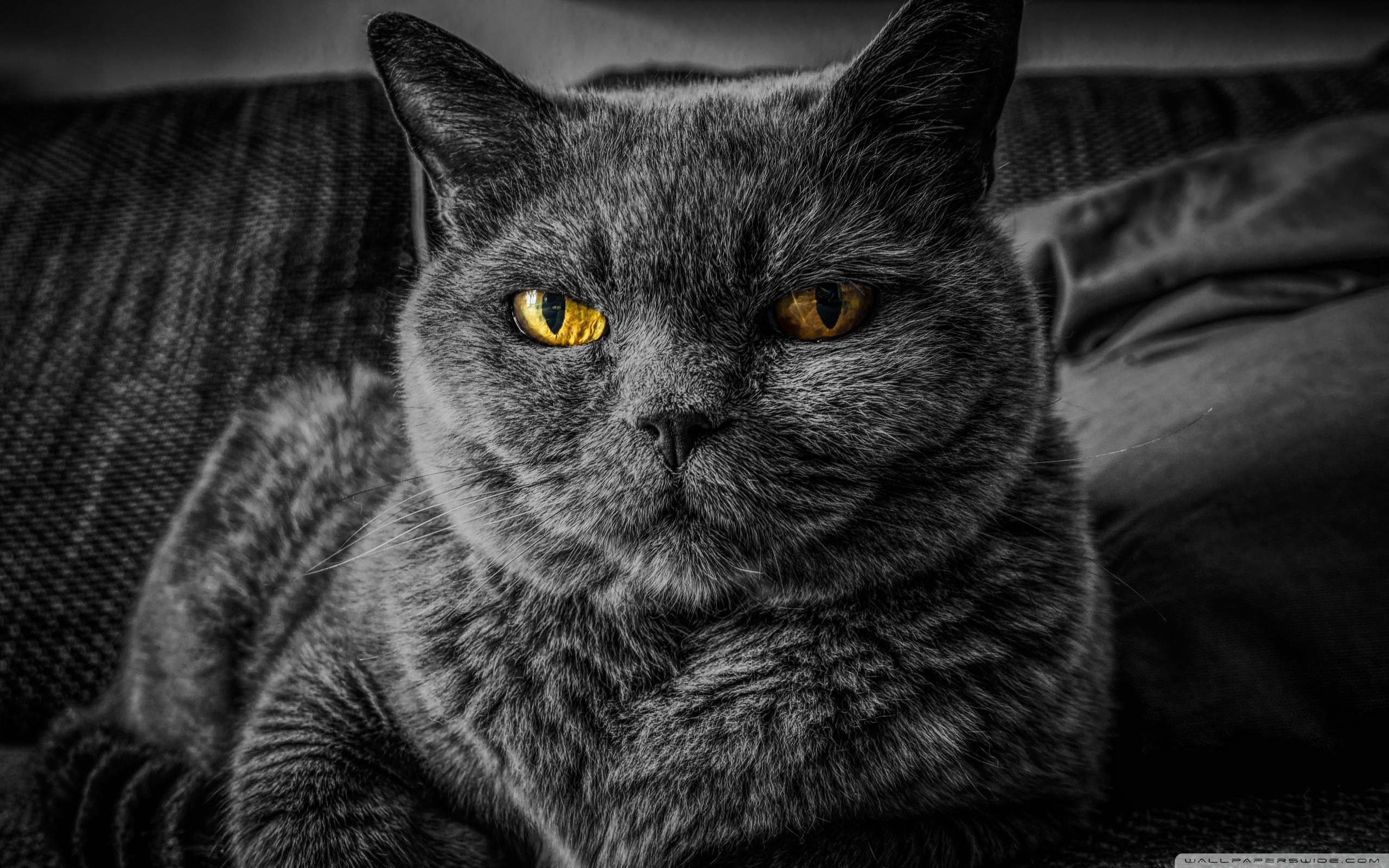 Animal Black And White - HD Wallpaper 