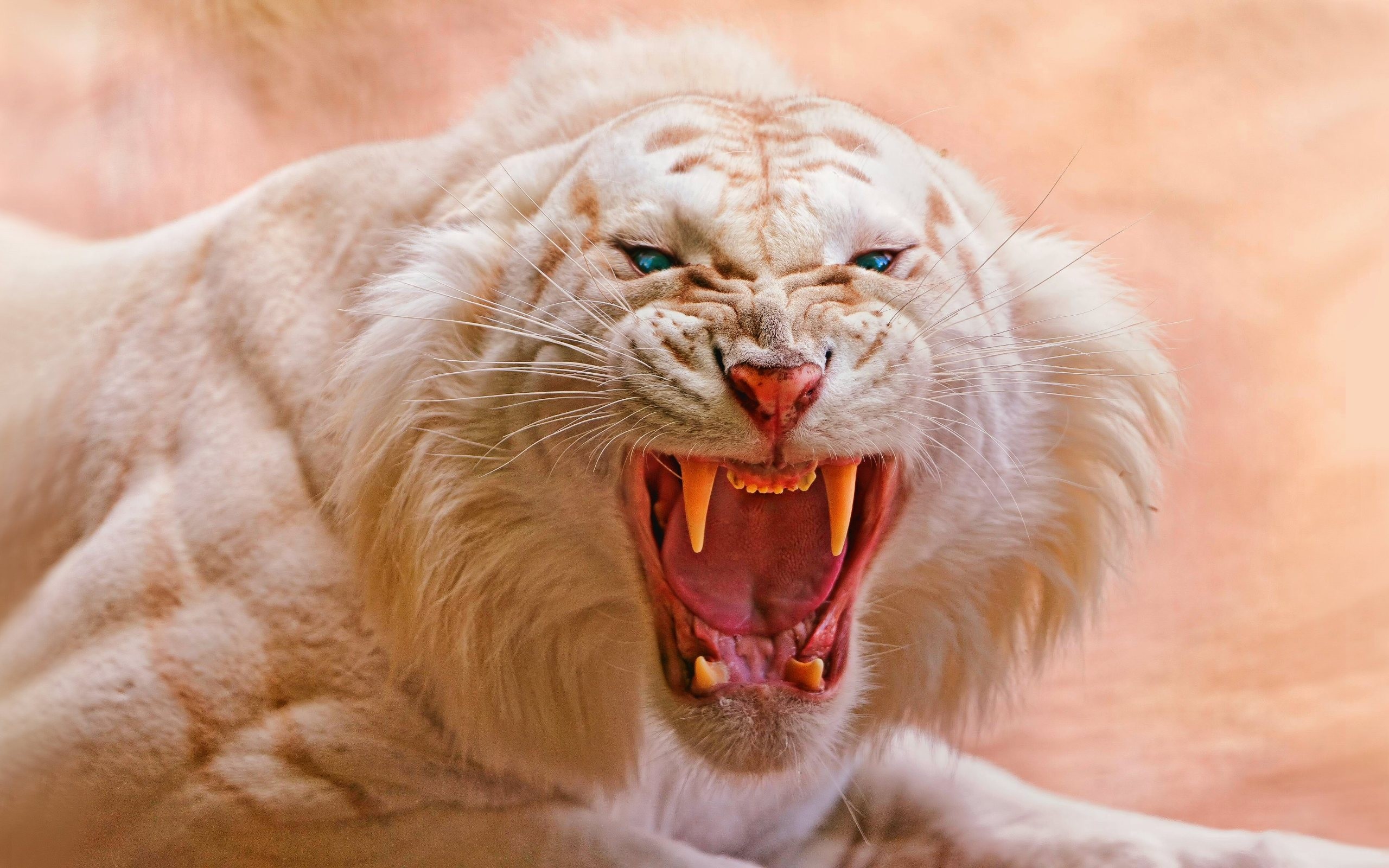 Angry White Tiger Hd - HD Wallpaper 