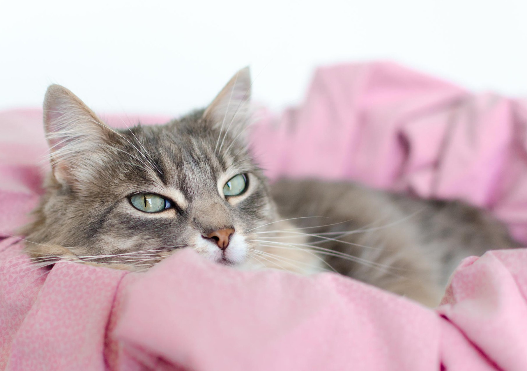 Domestic Short-haired Cat - HD Wallpaper 