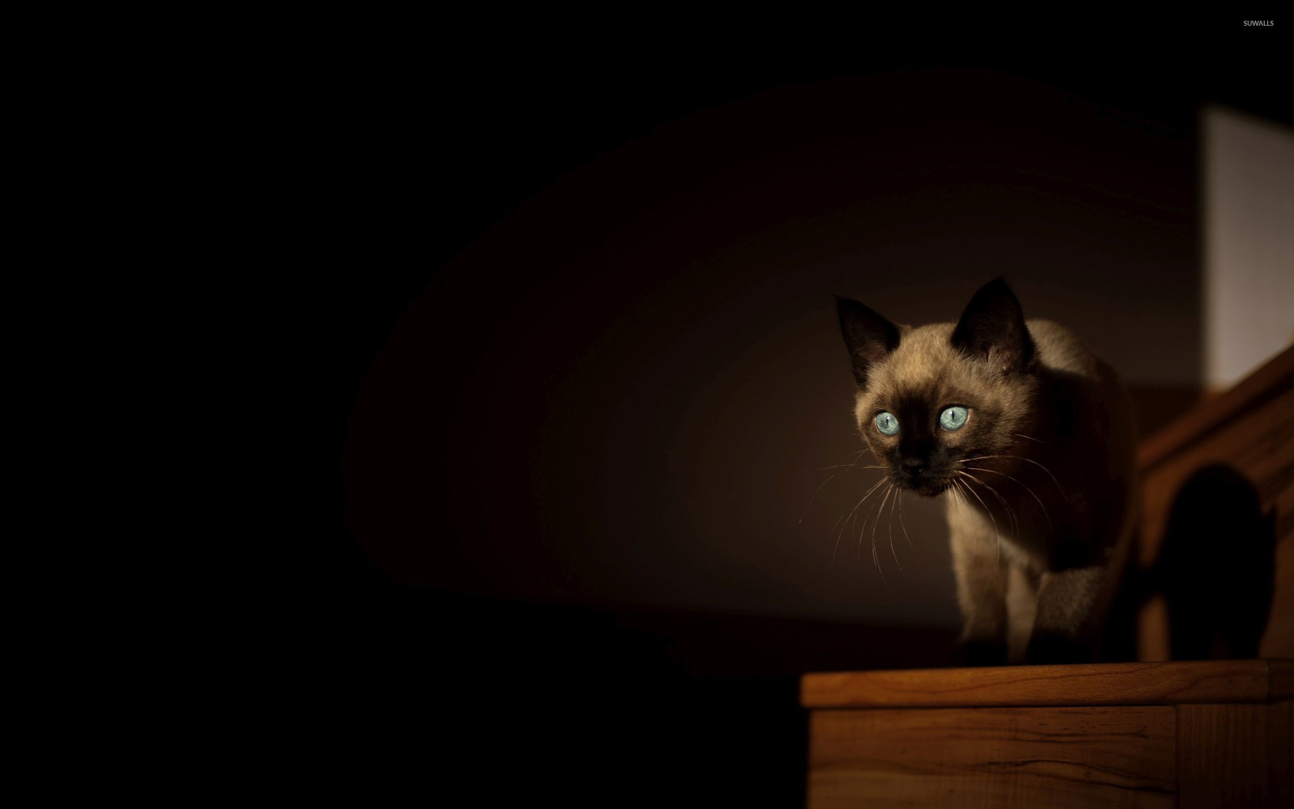 Siamese Cat [3] Wallpaper 
 Data Src Popular Siamese - Siamese Cat - HD Wallpaper 