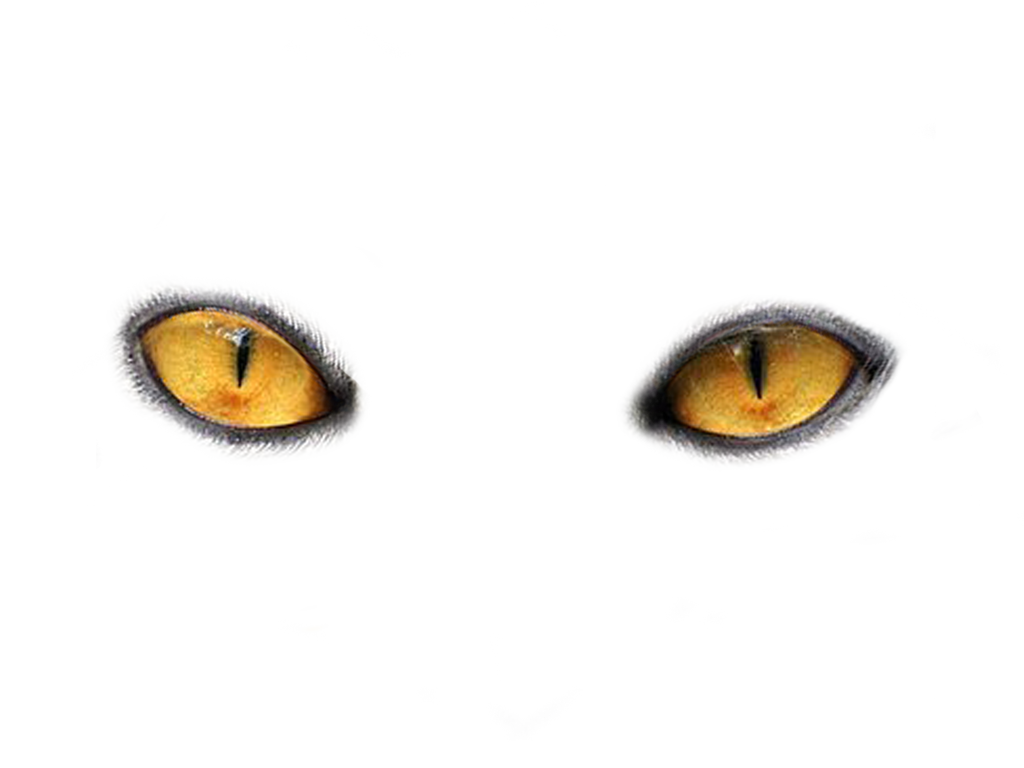 Tiger Eyes Png - HD Wallpaper 