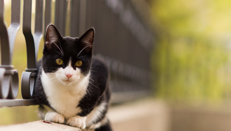 Nature, Summer, The Fence, Look, Cat, Eyes, Black And - Cat Desktop Wallpaper Summer - HD Wallpaper 