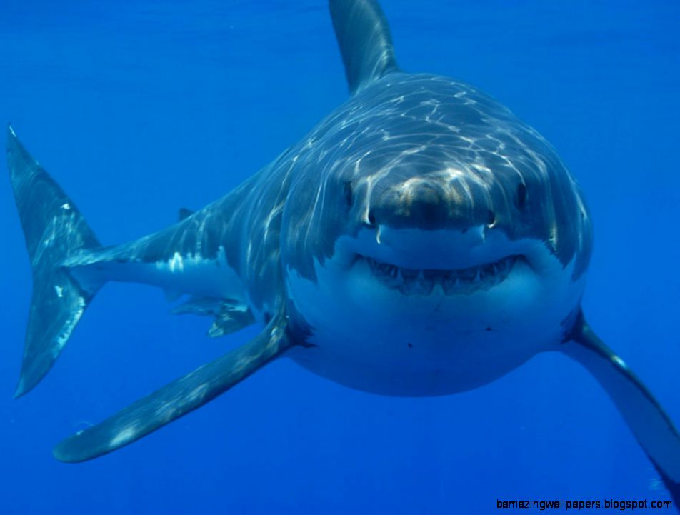 Great White Shark Hd - HD Wallpaper 