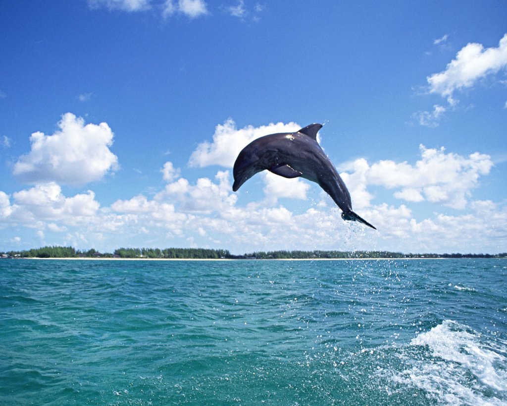 Lovely Dolphin Fish Picture - Human Friendly Water Animal - HD Wallpaper 