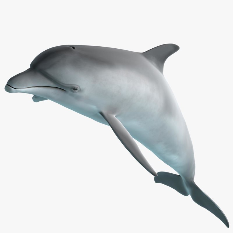3d Image Of Dolphin - HD Wallpaper 