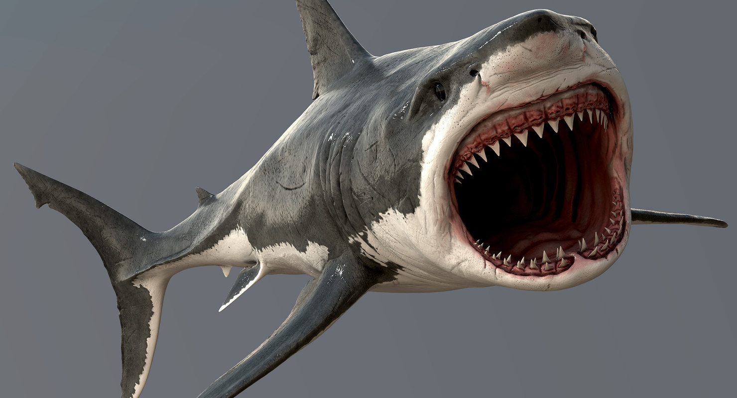 Shark 3d Model - HD Wallpaper 