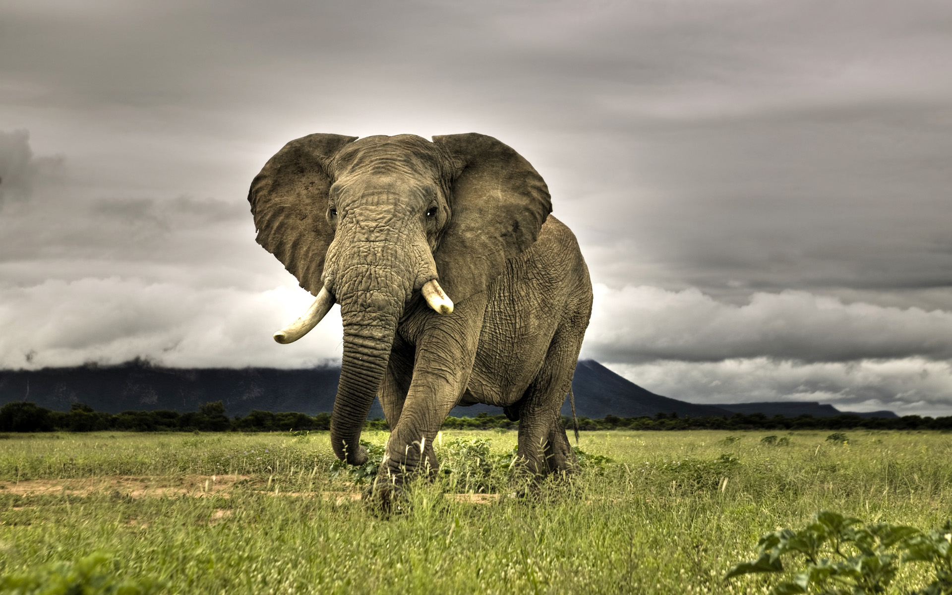Elephant Hd Background - HD Wallpaper 