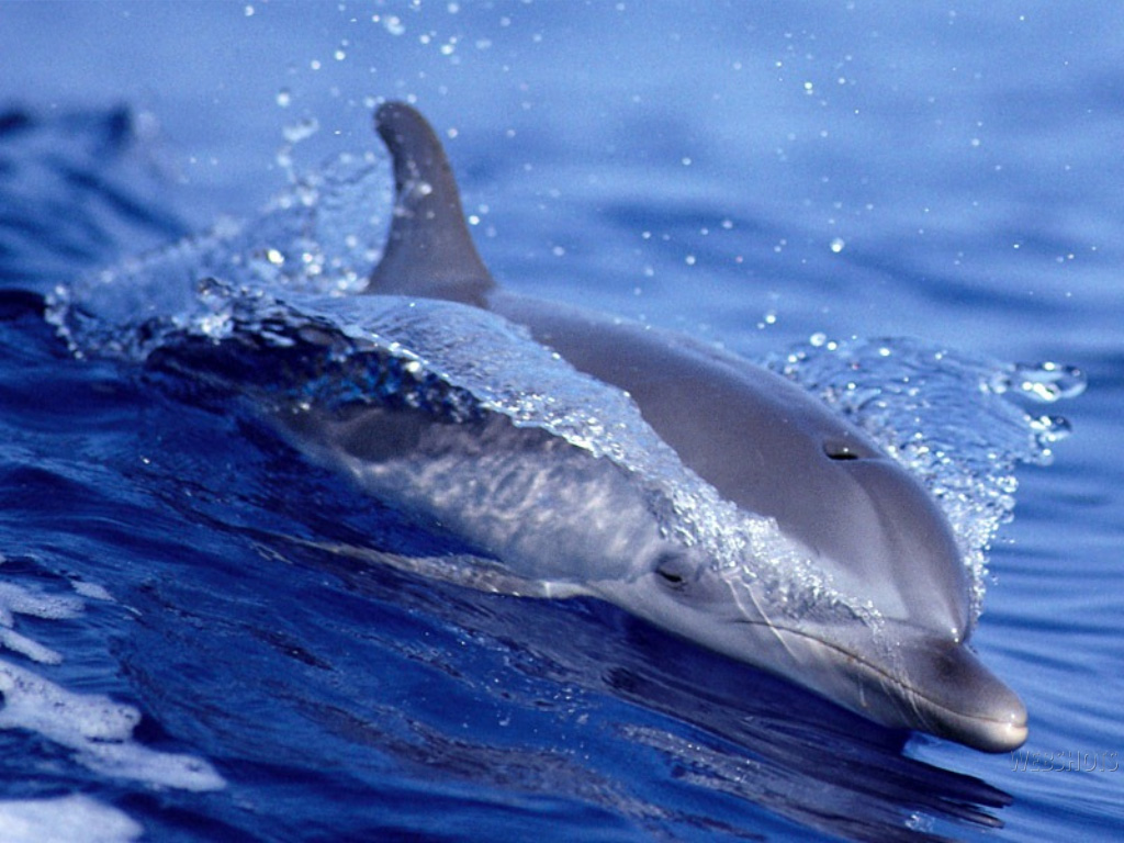Beautiful Most Beautiful Dolphin - HD Wallpaper 