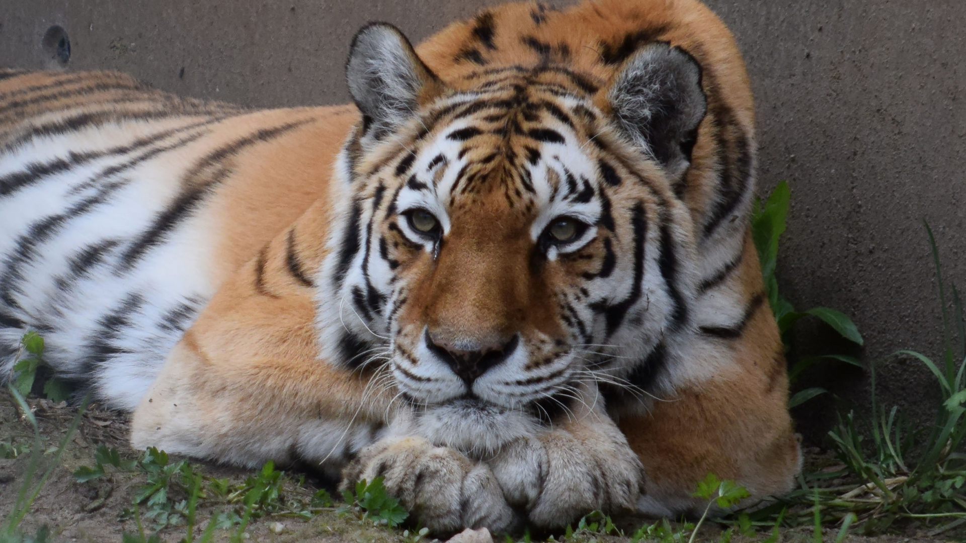 Calm, Tiger, Wild Cat, Relaxed, Sit, Wallpaper - Calm Tiger - HD Wallpaper 