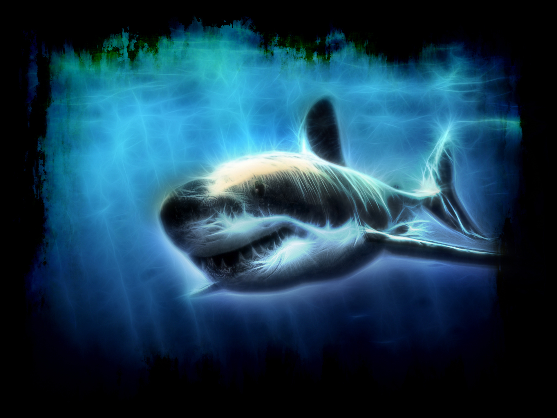 Catfish - HD Wallpaper 