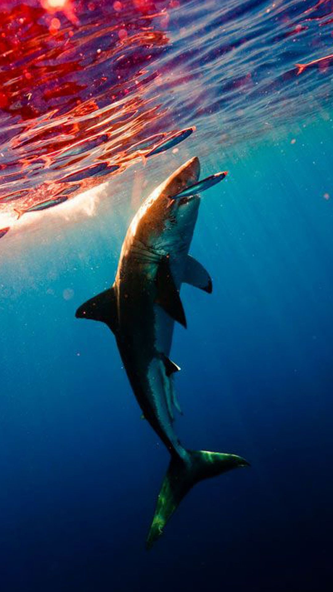 Android, Iphone, Desktop Hd Backgrounds / Wallpapers - Shark Wallpaper Iphone - 1080x1920 Wallpaper Android, Iphone, Desktop Hd Backgrounds / Wallpapers - Shark Wallpaper Iphone - 1080x1920 Wallpaper