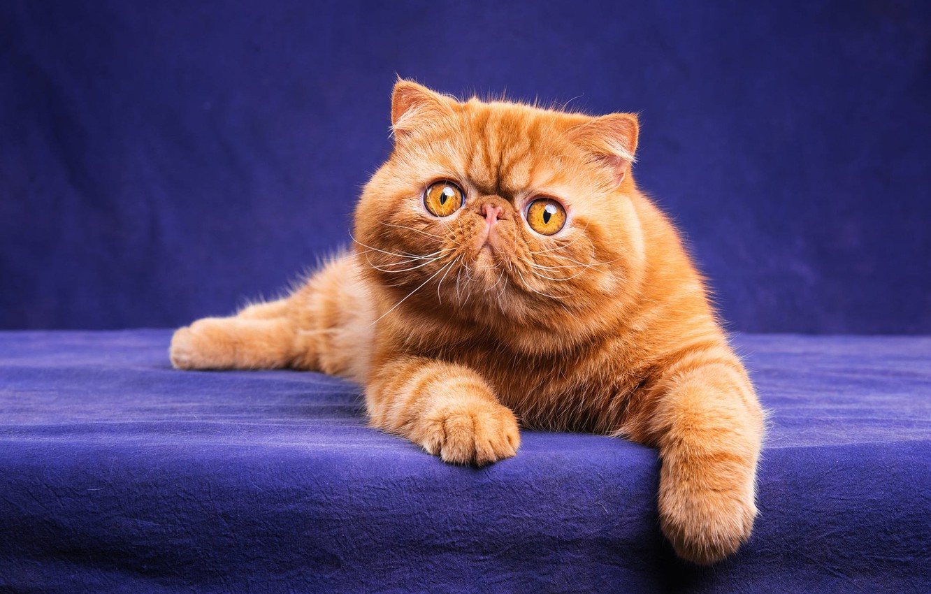 Photo Wallpaper Cat, Cat, Look, Face, Pose, Kitty, - Exotic Shorthair - HD Wallpaper 