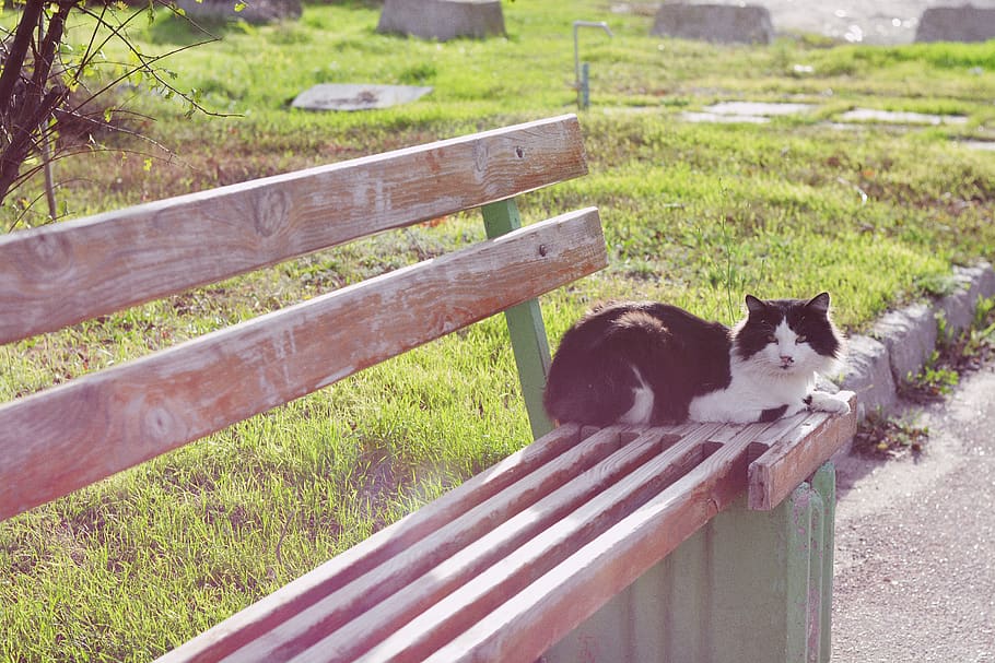 Cat, Animal, Streetscape, Street, Vsco, Nature, Background, - Black Cat - HD Wallpaper 