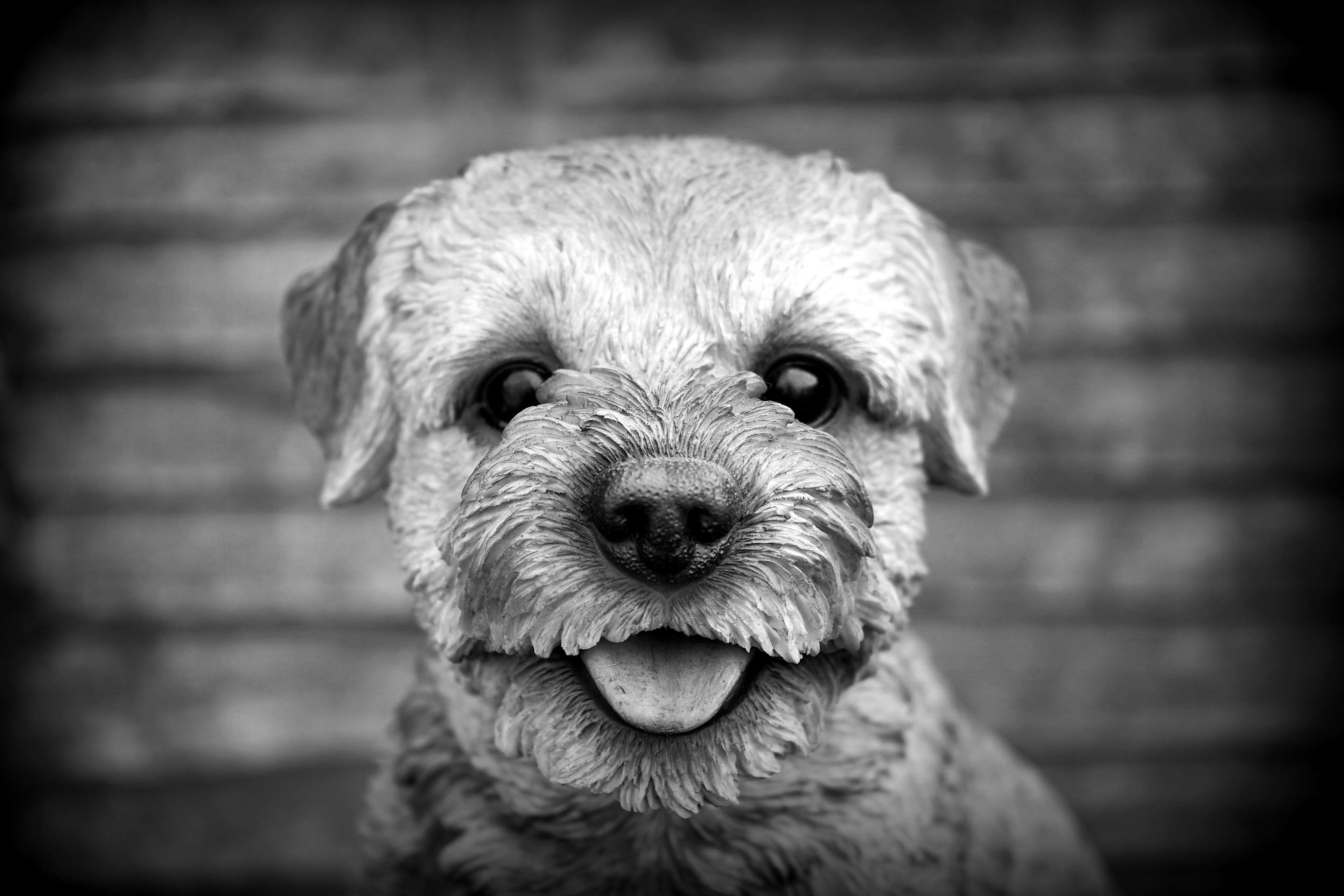 Black And White Happy Puppy - HD Wallpaper 