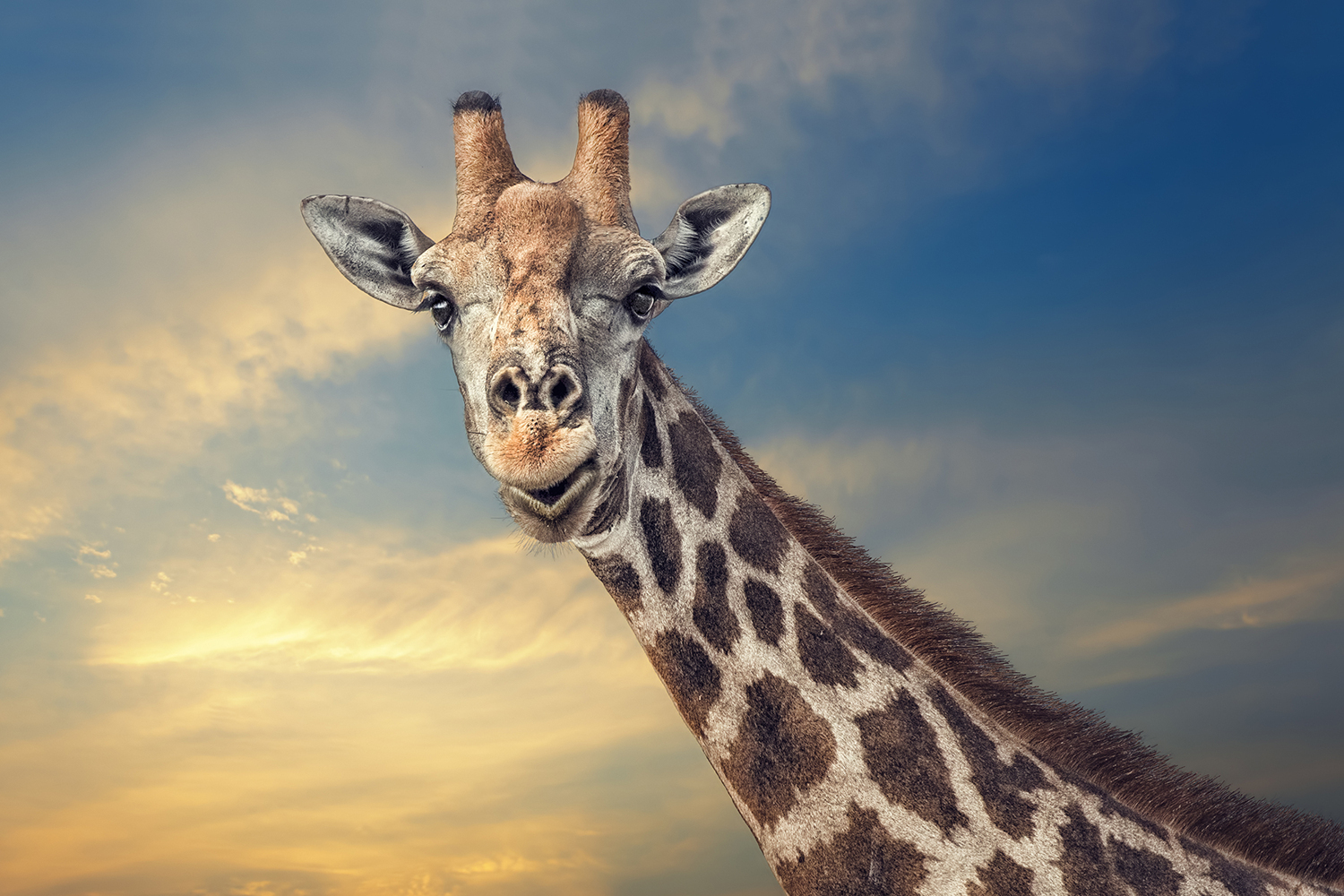 Photo Wallpaper The Friendly Giant - Giraff - HD Wallpaper 