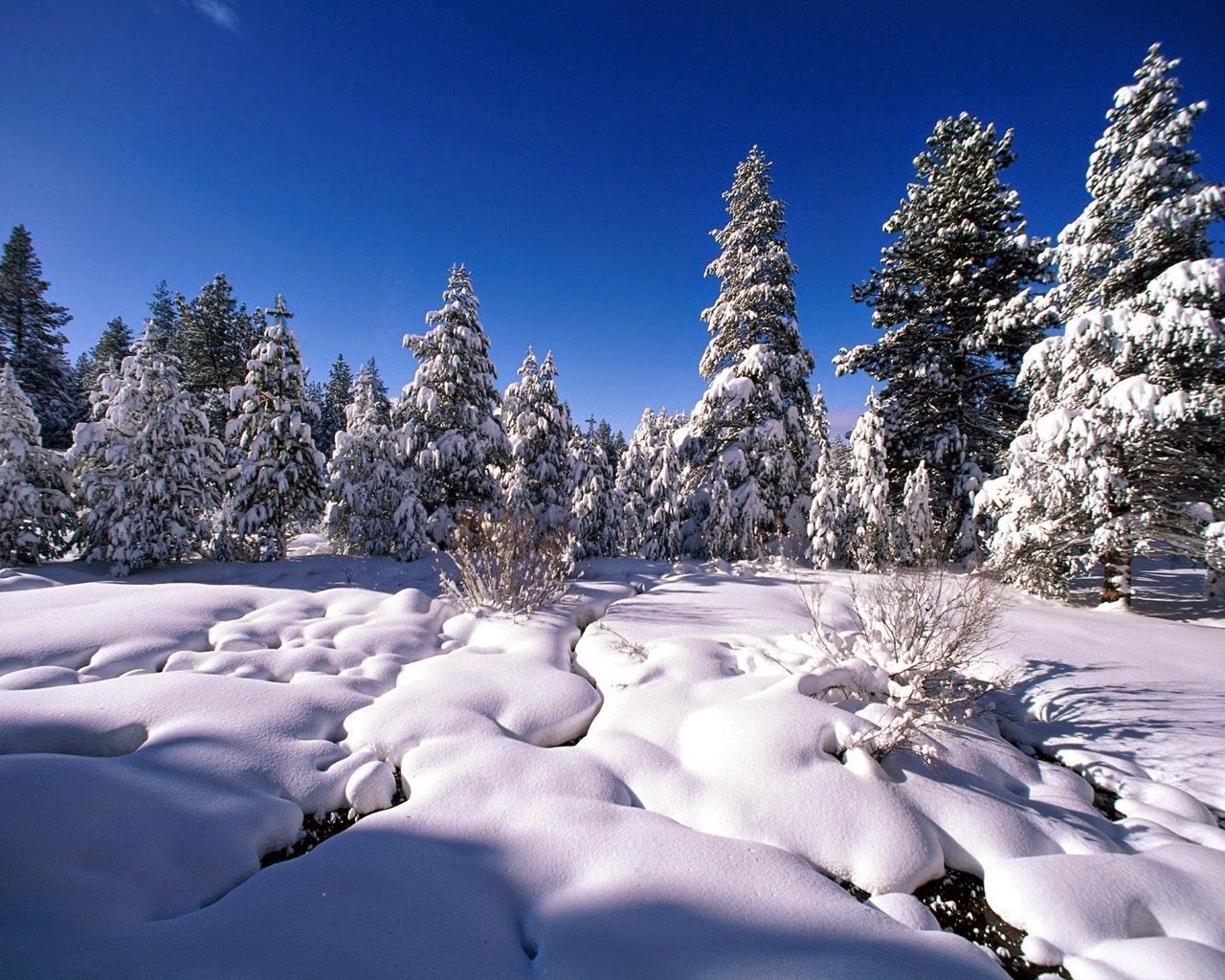 Christmas Nature - HD Wallpaper 