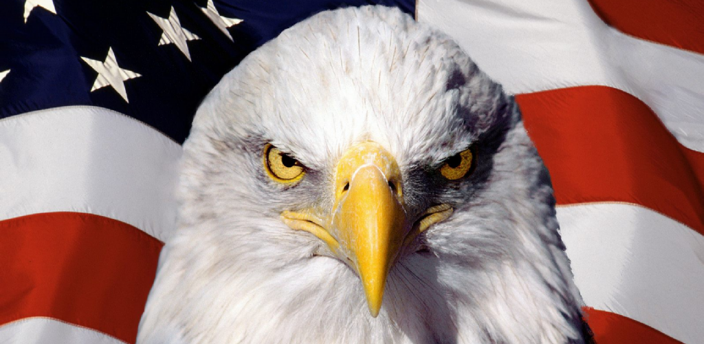 Eagle - HD Wallpaper 