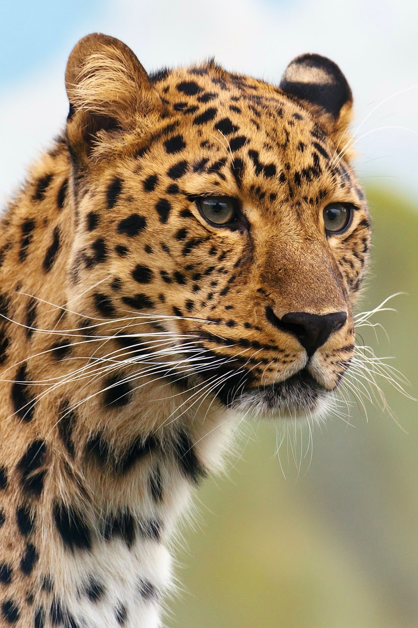 Leopard Head - HD Wallpaper 
