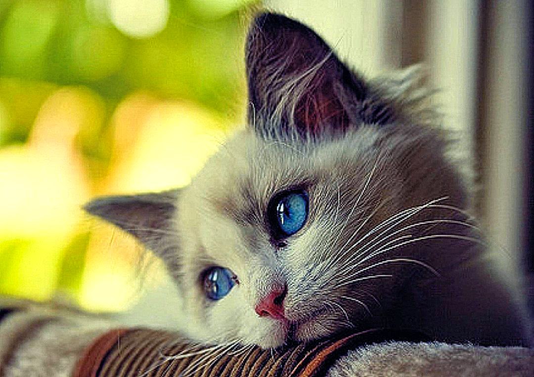 Cute Sad Cat With Blue Eyes Animal Picture Hd Wallpaper - Sad Images Of Pets - HD Wallpaper 