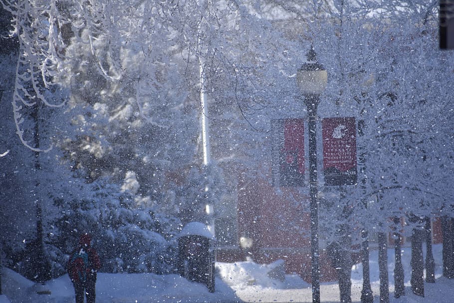 United States, Pullman, Washington State University, - Washington State University Snowing - HD Wallpaper 
