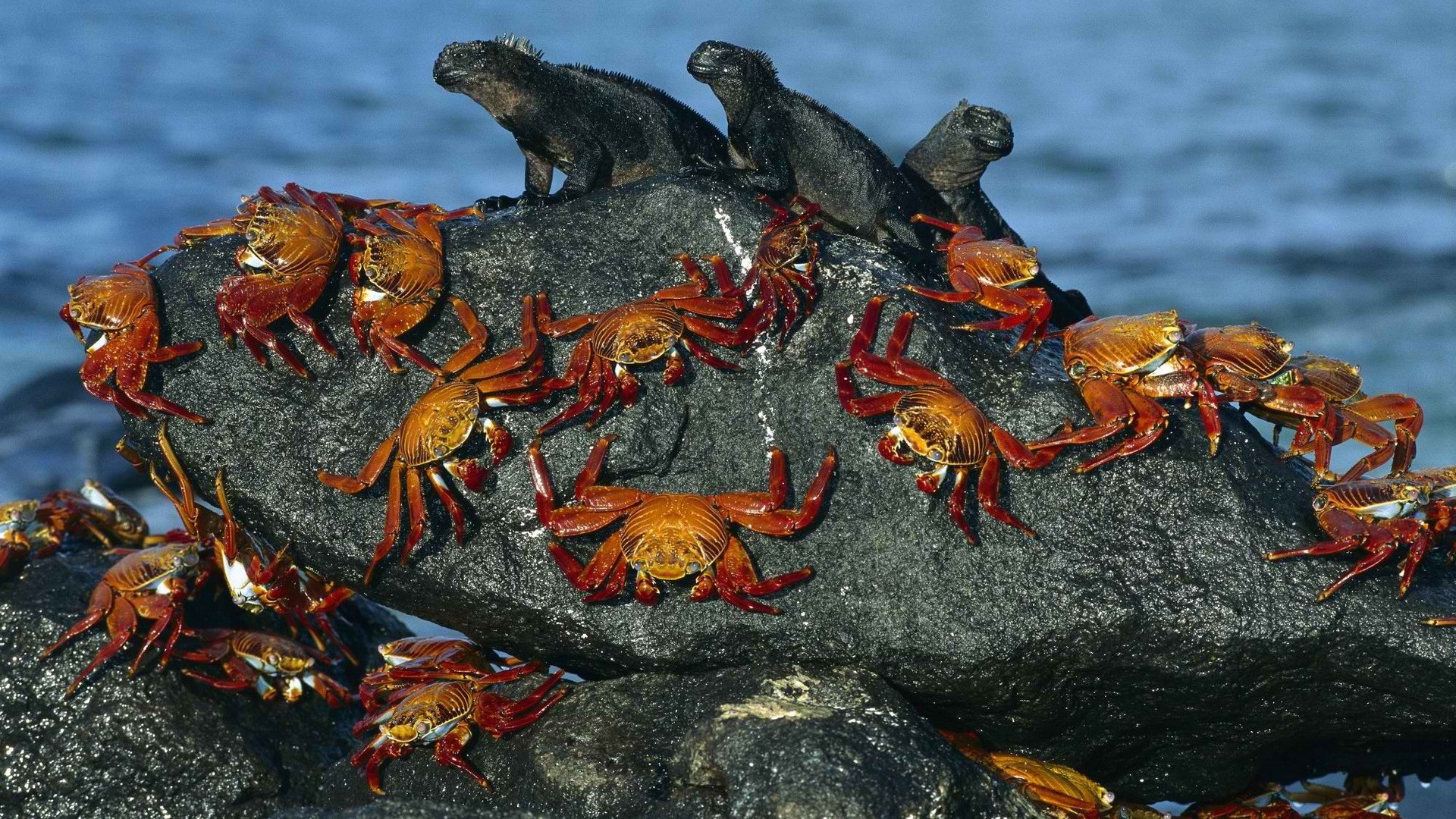 Sally Lightfoot Crab Marine Iguana - HD Wallpaper 