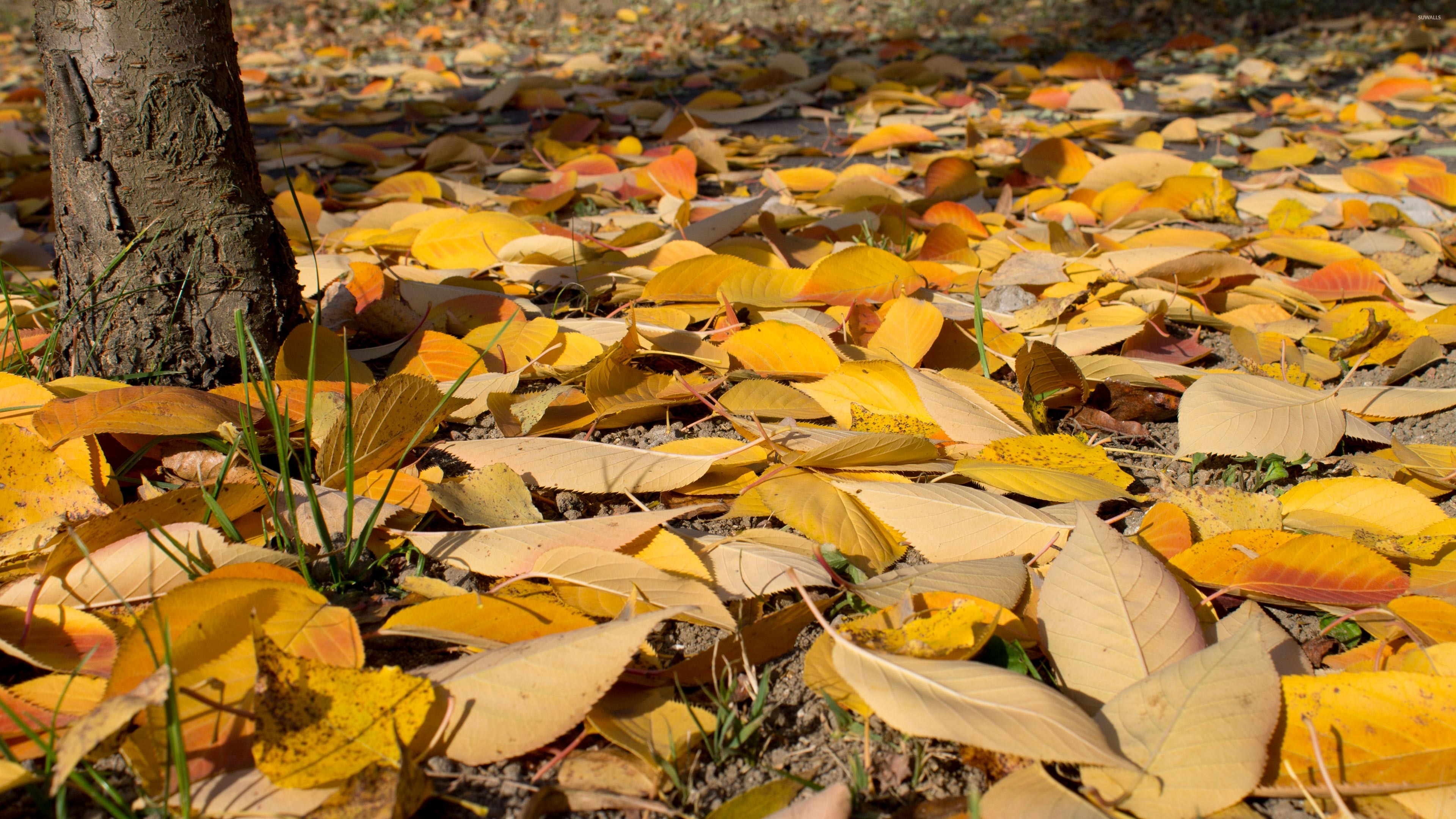 Yellow Leaves On Ground - HD Wallpaper 