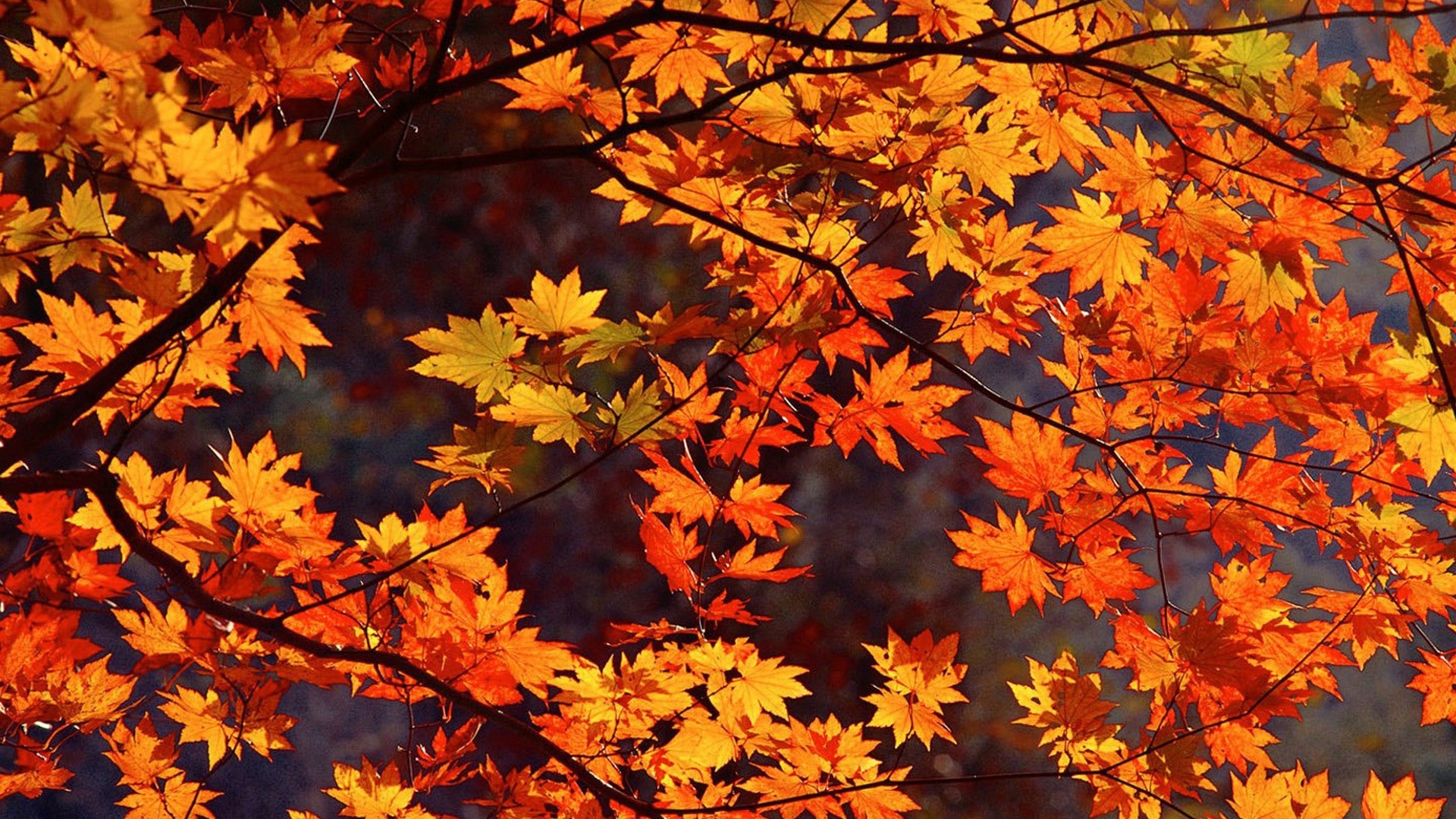 Macbook Desktop Wallpaper Fall - HD Wallpaper 