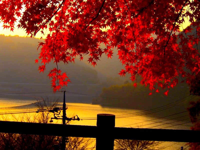 Fall Wallpaper Red Leaves Hd Download For Mac Pc Iphone - Hd Image Download For Pc - HD Wallpaper 