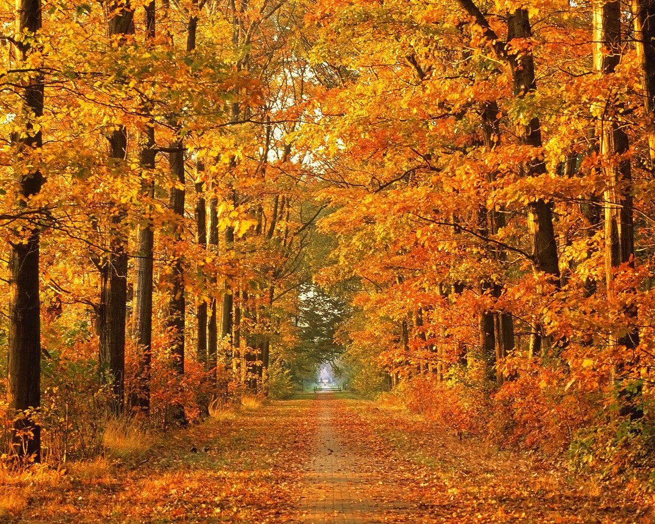 Widescreen Autumn Tree Wallpaper - Autumn Trees - HD Wallpaper 
