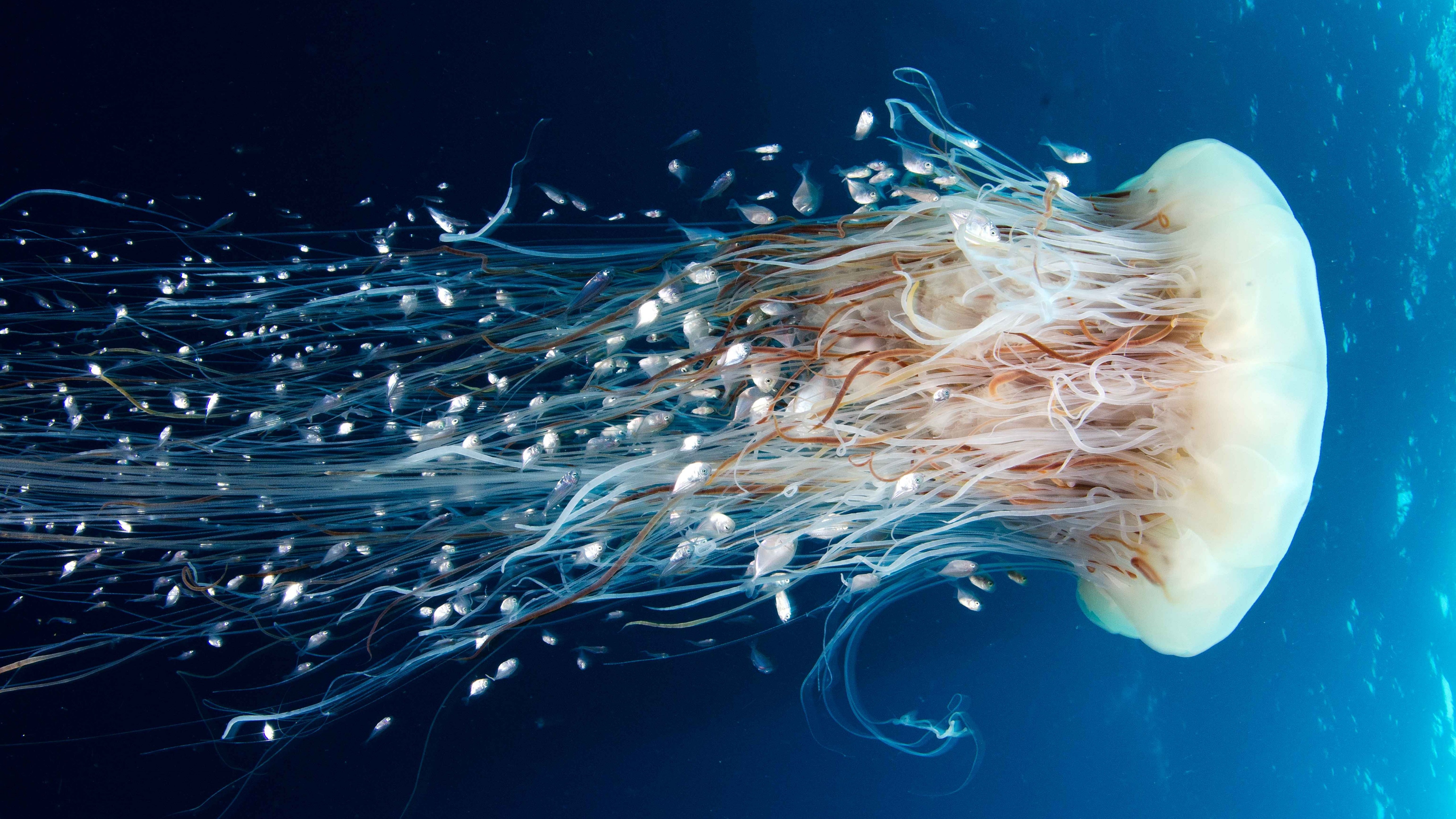 Jellyfish Pacific Ocean - HD Wallpaper 