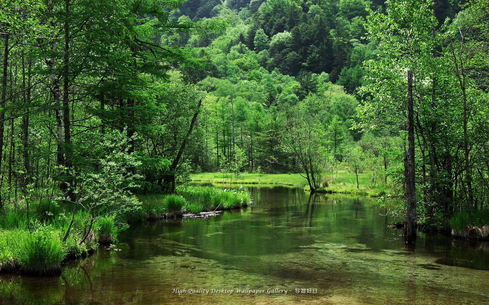 Green Nature Background For Desktop - HD Wallpaper 