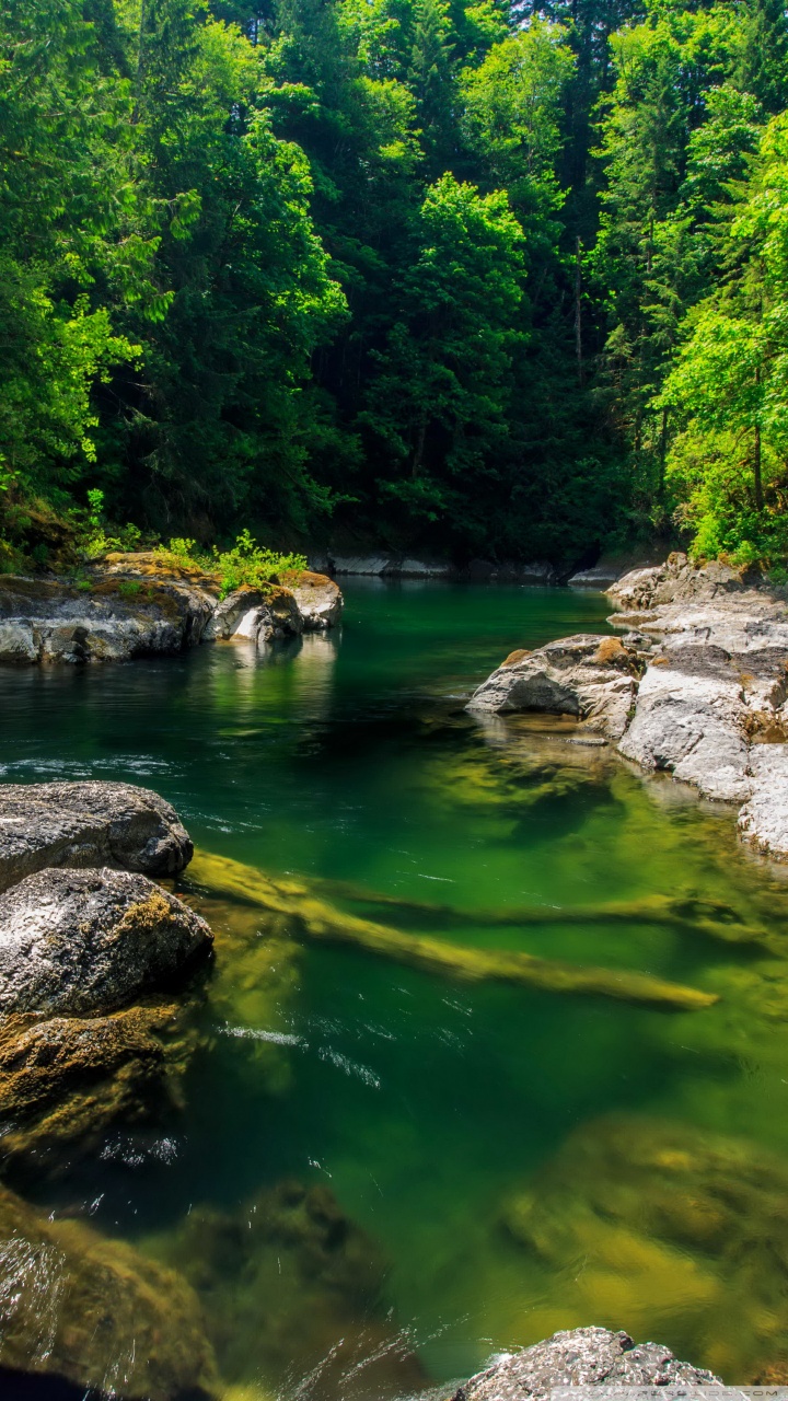 Forest Stream Wallpaper Phone - HD Wallpaper 