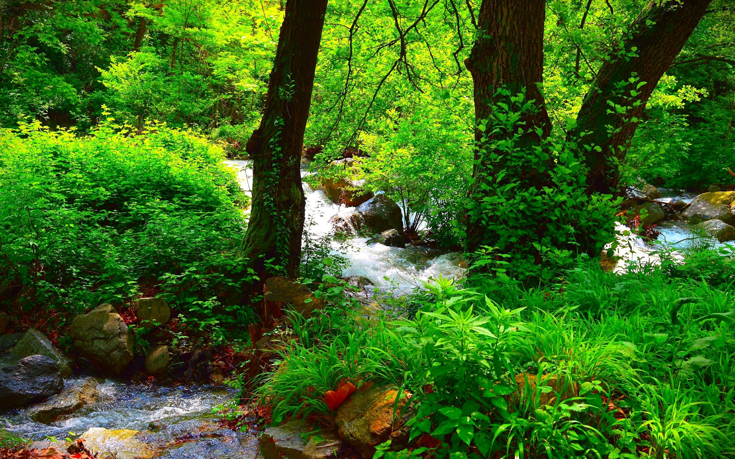 Wallpaper Beautiful Summer Forest, Green, Trees, Rocks, - Summer Forest Wallpaper Iphone - HD Wallpaper 
