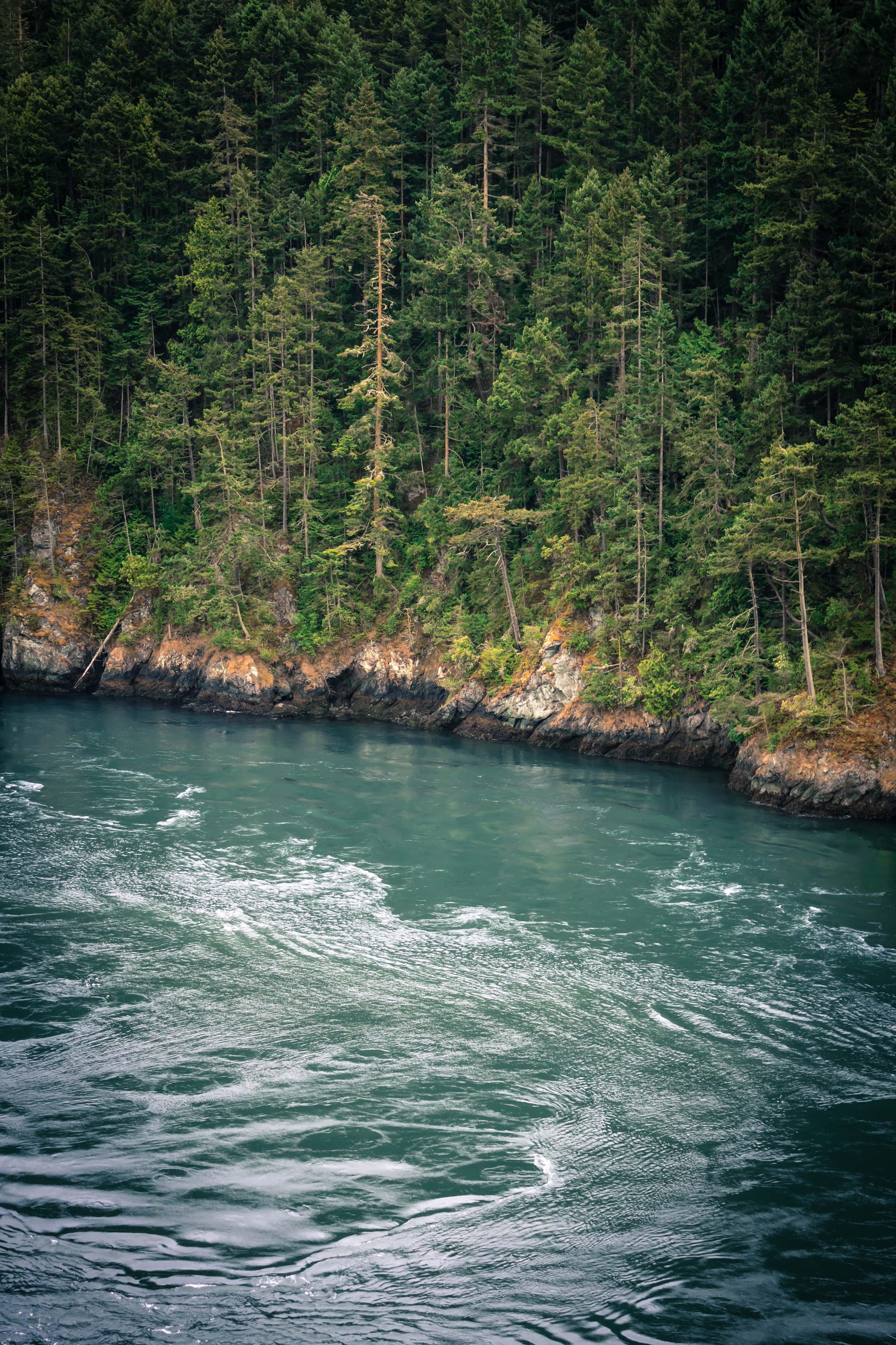 Spruce-fir Forest - HD Wallpaper 