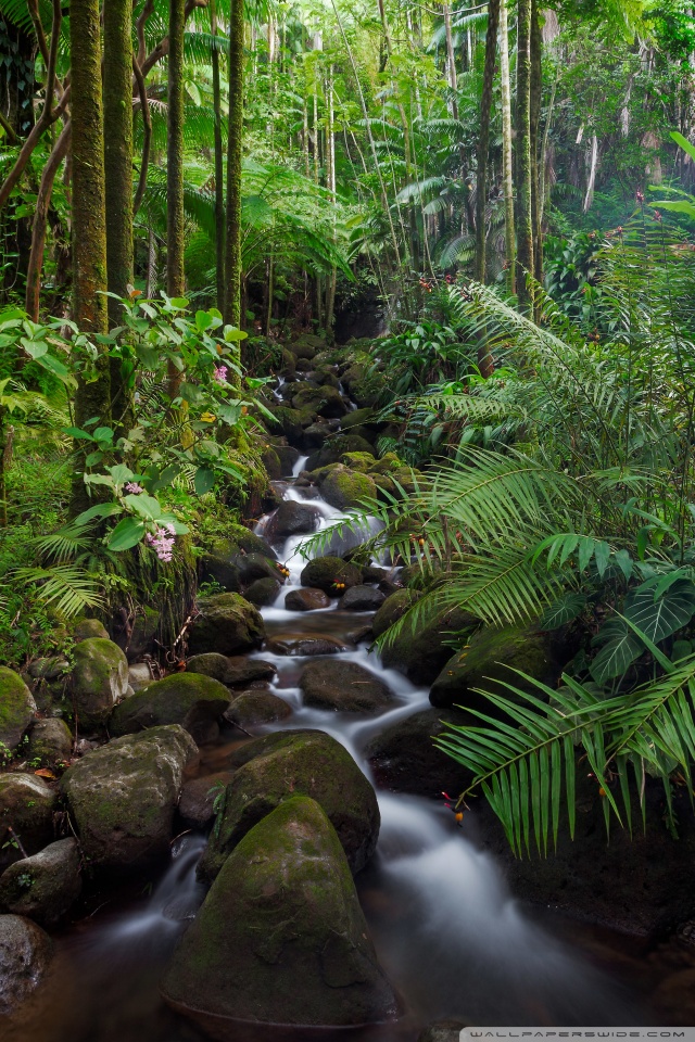 Beautiful Rainforest - 640x960 Wallpaper 