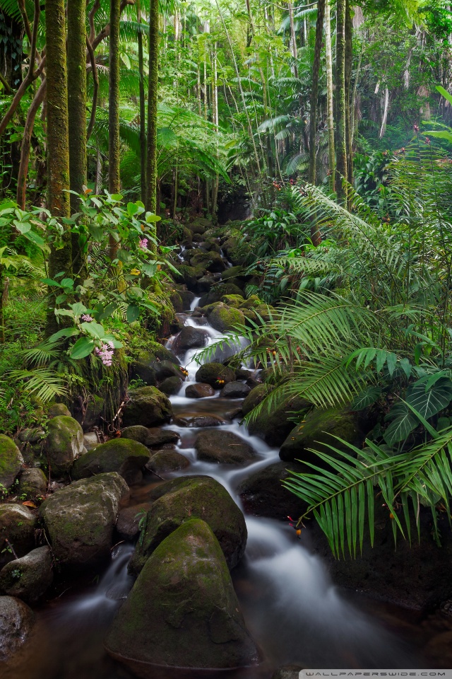 Beautiful Rainforest - 640x960 Wallpaper Beautiful Rainforest - 640x960 Wallpaper