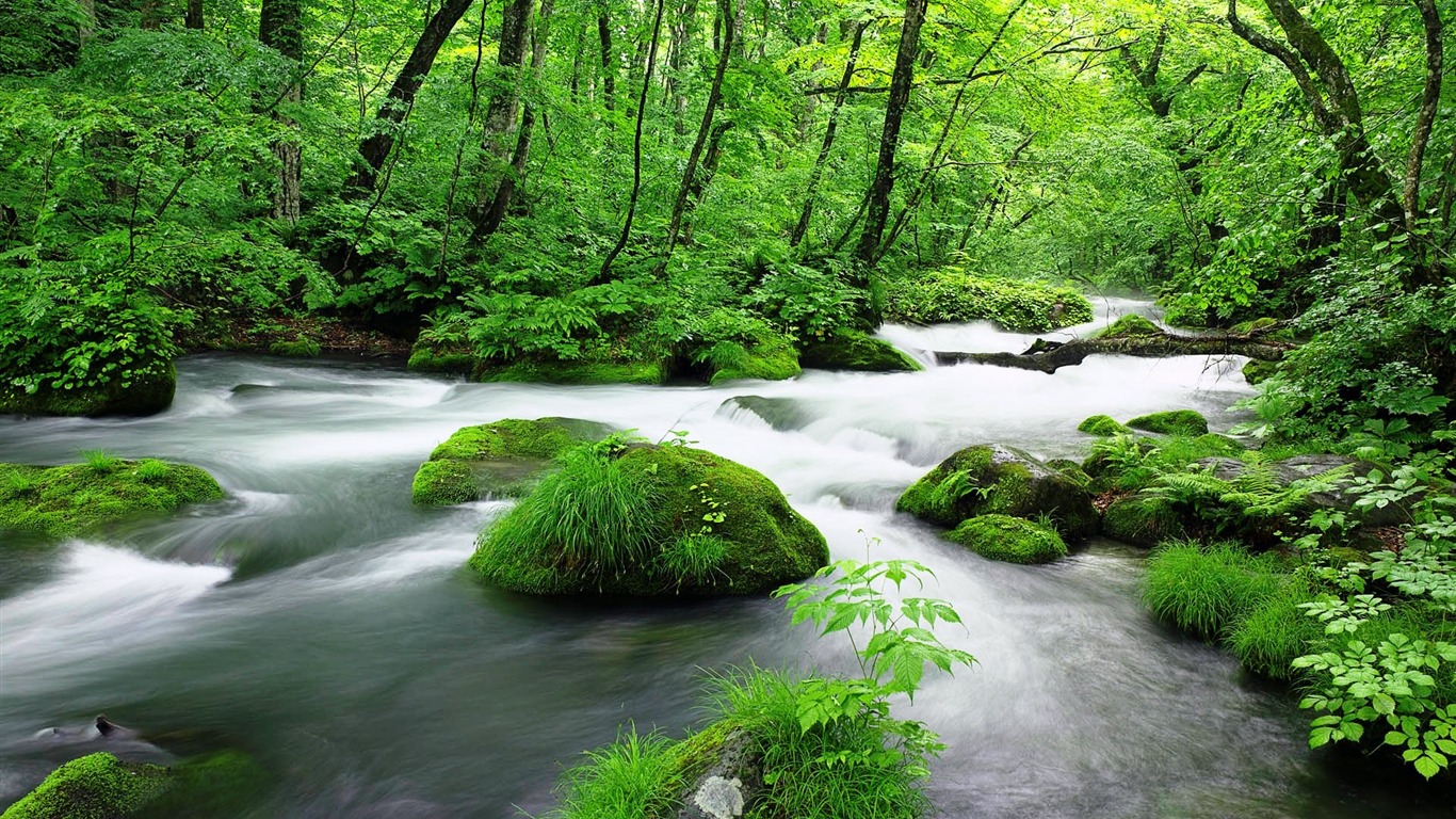 Green Jungle Streams-windows 10 Hd Wallpapers2016 - Plants Trees By River - HD Wallpaper 