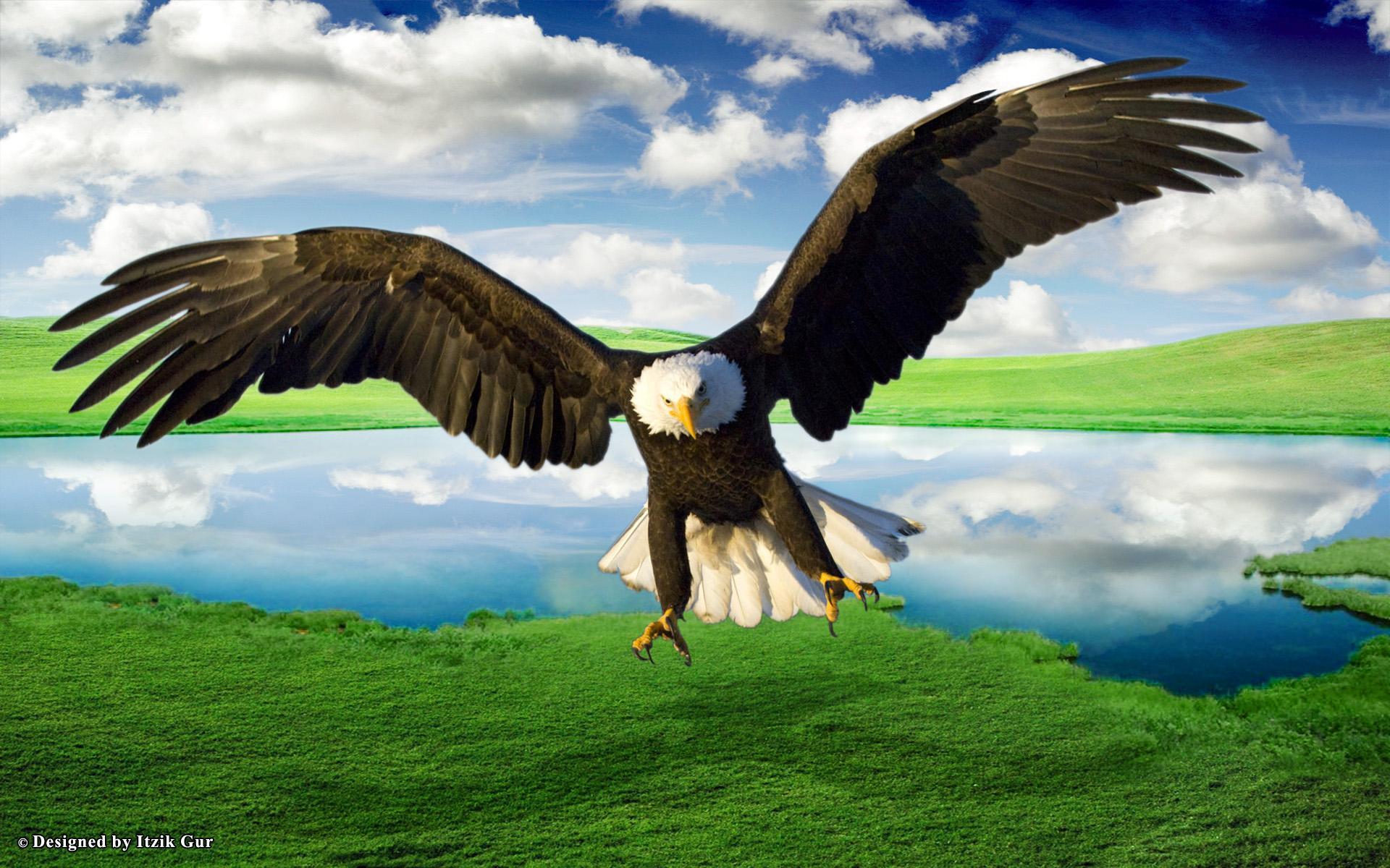 Bald Eagle Over The Lake - HD Wallpaper 