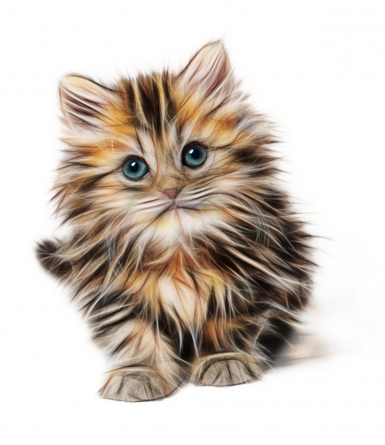 Fluffy Kittens - HD Wallpaper 